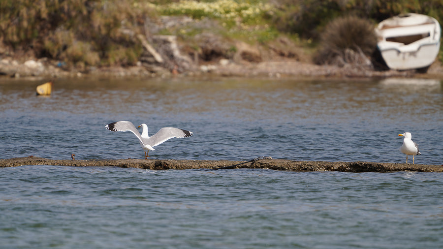 The seagulls in Agia Irini, Kea (Tzia).