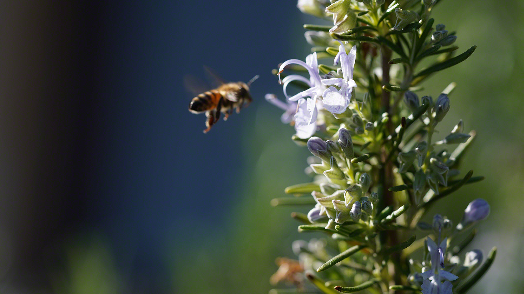 flowers and bees