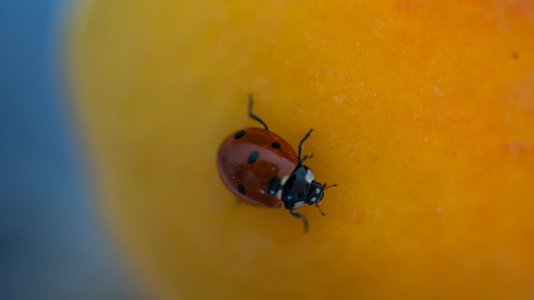 Coccinella. The nature in Kea (Tzia).